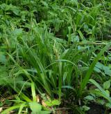 ostřice převislá <i>(Carex pendula)</i> / Habitus