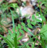 vikev lesní <i>(Vicia sylvatica)</i> / List
