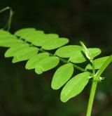 vikev lesní <i>(Vicia sylvatica)</i> / List