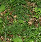 vikev lesní <i>(Vicia sylvatica)</i> / Habitus