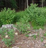 Bylinná vegetace pasek a narušovaných stanovišť v lesním prostředí <i>(Fragarion vescae)</i> / Porost