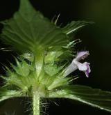 konopice dvouklaná <i>(Galeopsis bifida)</i> / Květ/Květenství