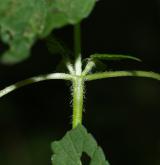 konopice dvouklaná <i>(Galeopsis bifida)</i> / Stonek