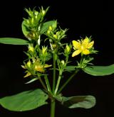 třezalka čtyřkřídlá <i>(Hypericum tetrapterum)</i> / Květ/Květenství