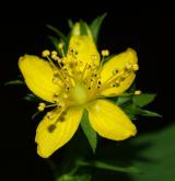třezalka čtyřkřídlá <i>(Hypericum tetrapterum)</i> / Květ/Květenství