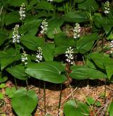 pstroček dvoulistý <i>(Maianthemum bifolium)</i> / Habitus