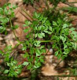 smldník olešníkový <i>(Peucedanum oreoselinum)</i> / List