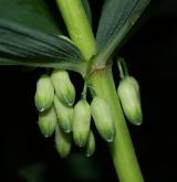 kokořík přeslenitý <i>(Polygonatum verticillatum)</i> / Květ/Květenství
