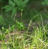 ostřice bílá <i>(Carex alba)</i> / Habitus