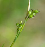 ostřice bílá <i>(Carex alba)</i> / Květ/Květenství