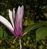šácholan liliokvětý <i>(Magnolia liliiflora)</i> / Květ/Květenství
