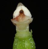 kruštík moravský <i>(Epipactis moravica)</i> / Květ/Květenství