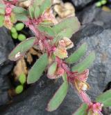 pryšec skvrnitý <i>(Euphorbia maculata)</i> / Květ/Květenství