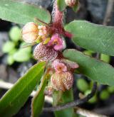 pryšec skvrnitý <i>(Euphorbia maculata)</i> / Květ/Květenství