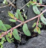 pryšec skvrnitý <i>(Euphorbia maculata)</i> / Habitus