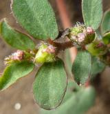 pryšec  <i>(Euphorbia prostrata)</i> / Květ/Květenství