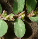 pryšec  <i>(Euphorbia prostrata)</i> / Habitus