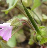 kakost okrouhlolistý <i>(Geranium rotundifolium)</i> / Květ/Květenství