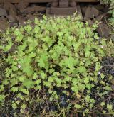 kakost okrouhlolistý <i>(Geranium rotundifolium)</i>