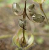 kakost okrouhlolistý <i>(Geranium rotundifolium)</i> / Plod