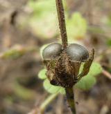 kakost okrouhlolistý <i>(Geranium rotundifolium)</i> / Plod