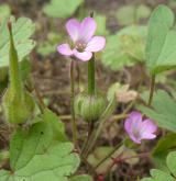 kakost okrouhlolistý <i>(Geranium rotundifolium)</i>