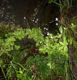 tučnice  <i>(Pinguicula hirtiflora)</i> / Habitus