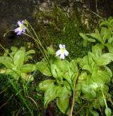 tučnice  <i>(Pinguicula hirtiflora)</i> / Habitus