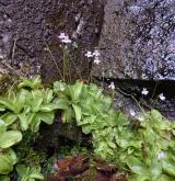 tučnice  <i>(Pinguicula hirtiflora)</i> / Habitus