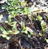 kozlík celolistý <i>(Valeriana simplicifolia)</i> / Habitus