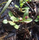 kozlík celolistý <i>(Valeriana simplicifolia)</i>