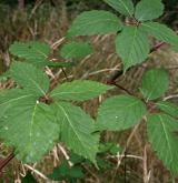 ostružiník stažený <i>(Rubus constrictus)</i> / List