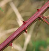 ostružiník stažený <i>(Rubus constrictus)</i> / Ostatní