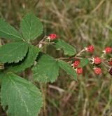 ostružiník stažený <i>(Rubus constrictus)</i> / Plod