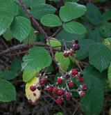 ostružiník huňatý <i>(Rubus gracilis)</i> / Plod