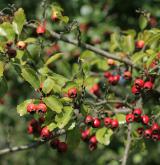 hloh obecný <i>(Crataegus laevigata)</i> / Plod