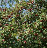 hloh obecný <i>(Crataegus laevigata)</i> / Habitus