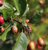 hloh obecný <i>(Crataegus laevigata)</i> / Plod