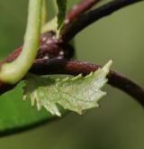 hloh obecný <i>(Crataegus laevigata)</i> / List