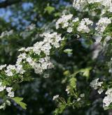 hloh jednosemenný <i>(Crataegus monogyna)</i> / Květ/Květenství