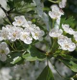 hloh jednosemenný <i>(Crataegus monogyna)</i> / Květ/Květenství