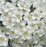 hloh jednosemenný <i>(Crataegus monogyna)</i> / Květ/Květenství