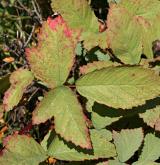 ostružiník šedavý <i>(Rubus canescens)</i> / List