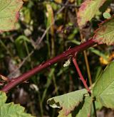 ostružiník šedavý <i>(Rubus canescens)</i> / Ostatní