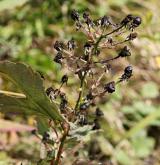 ostružiník šedavý <i>(Rubus canescens)</i> / Plod
