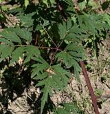 ostružiník dřípený <i>(Rubus laciniatus)</i> / List