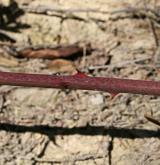 ostružiník dřípený <i>(Rubus laciniatus)</i> / Ostatní