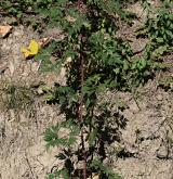 ostružiník dřípený <i>(Rubus laciniatus)</i> / Habitus