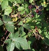 ostružiník bělokarpatský <i>(Rubus albocarpaticus)</i> / Plod