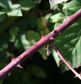 ostružiník bělokarpatský <i>(Rubus albocarpaticus)</i> / Větve a pupeny